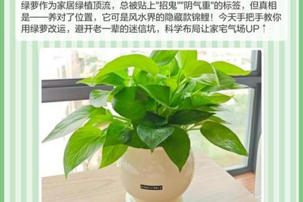 卧室摆放绿萝风水真的好吗?揭秘家居绿植风水秘密 卧室摆放绿萝风水真的好吗?揭秘家居绿植风水秘密
