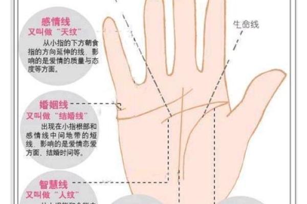 生命线揭秘:手相中的命运密码 生命线揭秘:手相中的命运密码
