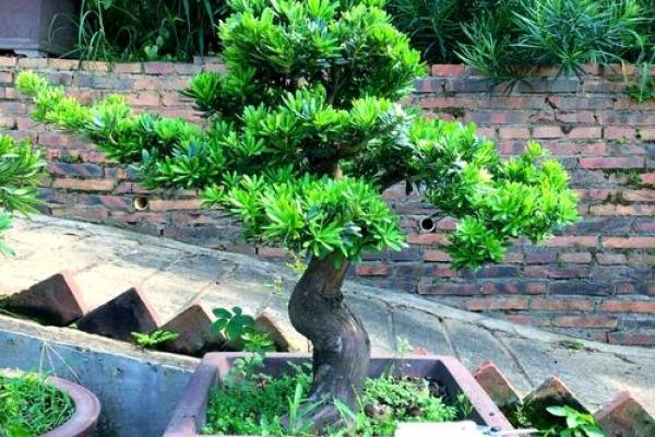 住宅风水禁忌:这些植物不宜种植,否则运势下降 住宅风水禁忌:这些植物不宜种植,否则运势下降