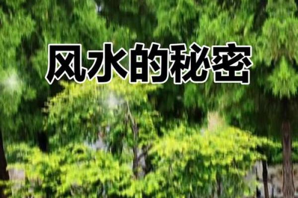 北面风水树选什么?揭秘提升家居运势的神秘之树 北面风水树选什么?揭秘提升家居运势的神秘之树