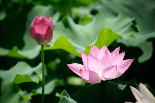 手中握机遇,运势翻倍涨 手中握机遇,运势翻倍涨