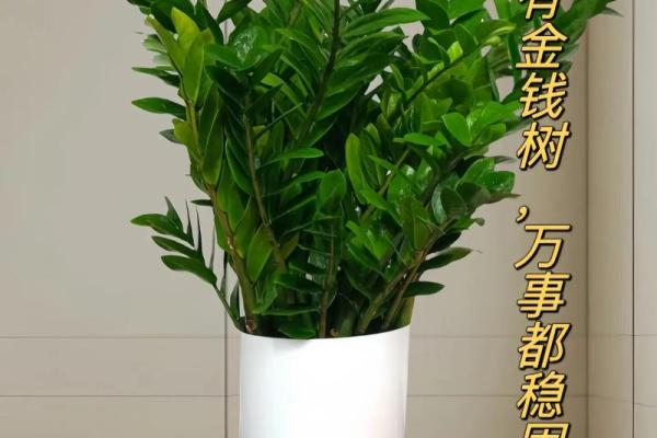 风水宝地,钱树旺财,财运亨通 风水宝地,钱树旺财,财运亨通