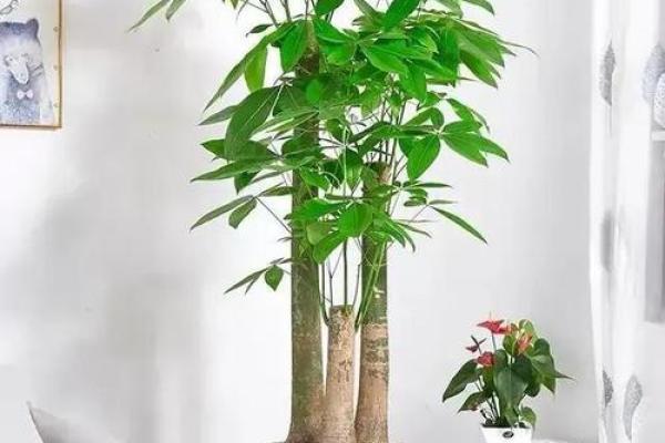 旺家旺运风水神器:旺子女摆设,助您事业家庭双丰收 旺家旺运风水神器:旺子女摆设,助您事业家庭双丰收