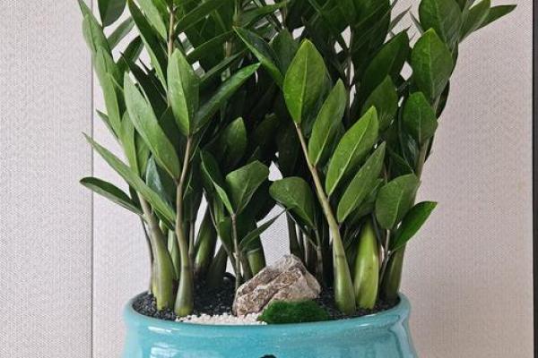 绿植也能招财?揭秘家居风水盆栽招财秘法! 绿植也能招财?揭秘家居风水盆栽招财秘法!
