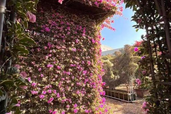 门前风水花摆设:旺运招财的秘密花园 门前风水花摆设:旺运招财的秘密花园