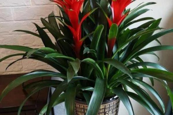 门前风水花摆设:旺运招财的秘密花园 门前风水花摆设:旺运招财的秘密花园