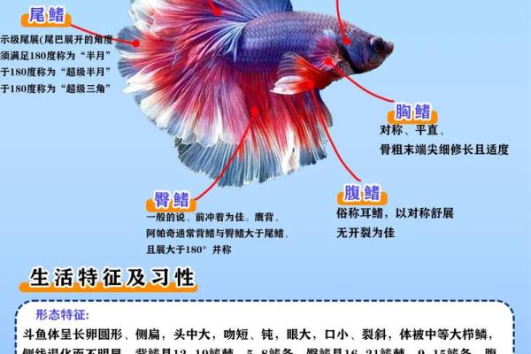 斗鱼风水摆法大揭秘,轻松招财旺运! 斗鱼风水摆法大揭秘,轻松招财旺运!