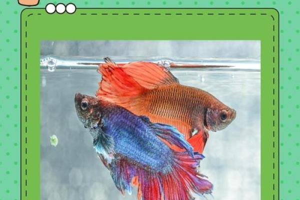 斗鱼风水摆法大揭秘,轻松招财旺运! 斗鱼风水摆法大揭秘,轻松招财旺运!