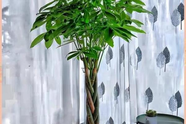 2024年家居风水布局指南:和谐平衡,招财进宝之道 2024年家居风水布局指南:和谐平衡,招财进宝之道