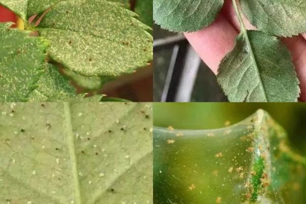 家居风水小窍门：蜘蛛的神奇作用你了解吗？