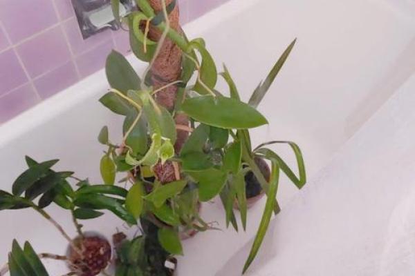 家居风水小窍门：蜘蛛的神奇作用你了解吗？