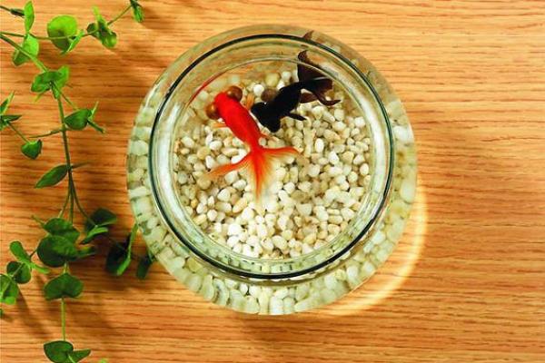 办公室风水秘籍:水仙布局,财运亨通! 办公室风水秘籍:水仙布局,财运亨通!