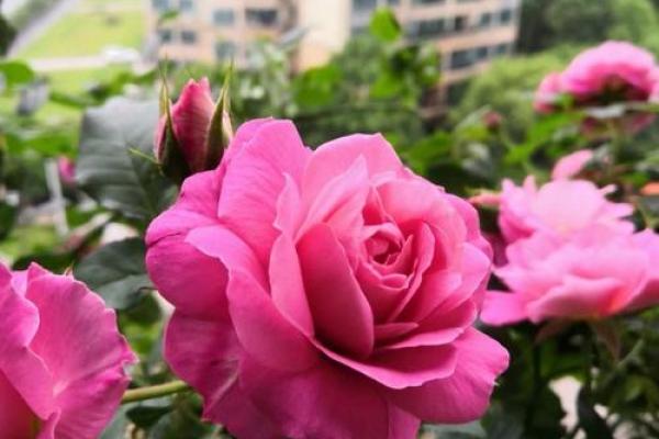 爱情风水花,为爱情增添色彩 爱情风水花,为爱情增添色彩