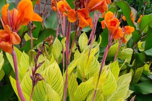 爱情风水花,为爱情增添色彩 爱情风水花,为爱情增添色彩