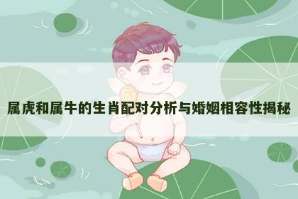 属虎和属牛的生肖配对分析与婚姻相容性揭秘