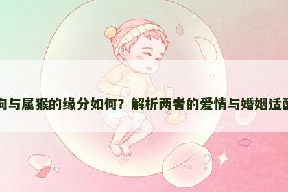 属狗与属猴的缘分如何?解析两者的爱情与婚姻适配性 属狗与属猴的缘分如何?解析两者的爱情与婚姻适配性